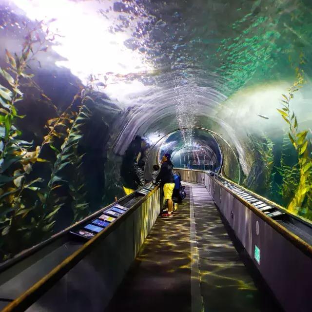 一个家庭欣赏贝文水族馆隧道里的海洋生物